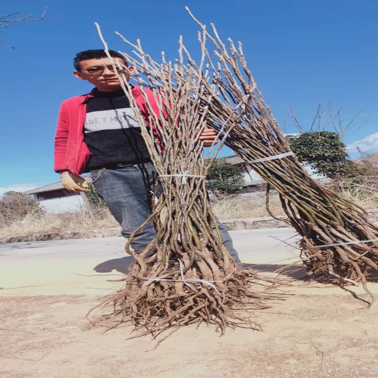 丽江木梨苗云南丽江拉市露天培育品质保证基地发货价格美丽