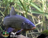 辽宁丁桂鱼苗 丁桂淡水水花 食用养殖淡水桂鱼  稀有冷水欧洲桂鱼 活体包邮