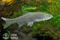 吉林马口鱼养殖基地，东北商品马口鱼养殖公司，马口鱼的繁殖技术