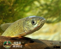黑吉辽本地繁育草鱼苗，3-5厘米草鱼苗价格，黑龙江产草鱼苗一手货源
