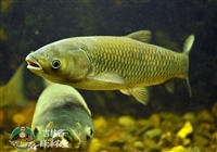 批发加工冷冻草鱼公司，长期供应冷冻草鱼，1-2斤养殖草鱼产地批发