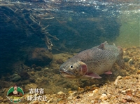 冷水鱼虹鳟苗批发价格，水库塘养虹鳟供应，水电站增殖放流虹鳟苗