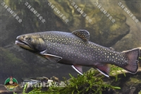 人工养殖北美红鲑鱼批发 美洲红点鲑价格 北美红鲑鱼多钱一斤