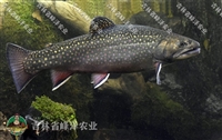 美洲红点鲑鱼苗批发价格 七彩虹鳟苗价格 七彩鲑鱼多钱一条