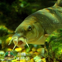 大量供应东北产青鱼苗，长年批发零售3-5公分青鱼苗，商品活体青鱼销售