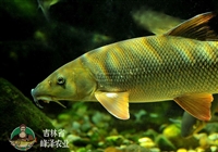 黑龙江鲜活青鱼苗货源，冬天放钓垂钓青鱼苗，青鱼一手货源产地直发