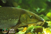 吉林淡水养殖青鱼苗批发，5-10厘米青鱼苗价格，商品鱼青鱼量大包送包活