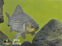 吉林淡水养殖鲫鱼苗批发，鲜活鲫鱼苗价格，商品鱼鲫鱼量大包送包活