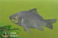 大型鲫鱼苗养殖基地，鲜活商品鲫鱼苗供应，养殖食用鲫鱼渔场发货