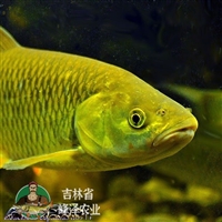 黑吉辽本地繁育鲤鱼苗，3-5厘米鲤鱼苗价格，黑龙江产鲤鱼苗一手货源
