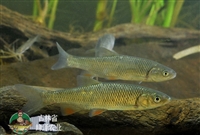 吉林鲜活养殖基地直发，东北商品鲤鱼养殖公司，鲤鱼的繁殖技术