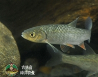 批发加工冷冻鲤鱼公司，长期供应冷冻鲤鱼，5-10斤水产养殖鲤鱼产地批发