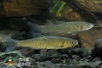 黑龙江鲜活鲤鱼苗货源，冬天放钓垂钓鲤鱼苗，鲜活鲤鱼一手货源产地直发