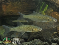 长期供应各种冷冻鲤鱼，销售吉林冷冻鲤鱼，吉林冷冻鲤鱼供应商