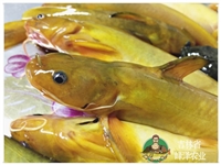 牛尾巴鱼苗批发价格，水库塘养牛尾巴鱼鱼供应，水电站增殖放流牛尾巴鱼苗