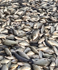 鳜鱼饲料批发价格，桂鱼饲料多钱一吨，鳜鱼鱼冷冻饲料鱼厂家