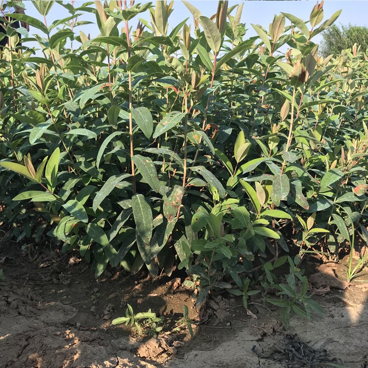 金丝桃袋苗 金丝桃杯苗 绿化苗木灌木 大量批发