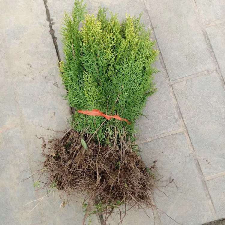 洒金柏袋苗 洒金柏小苗 彩叶灌木 多规格供应