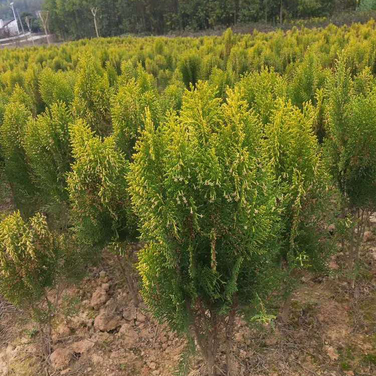 洒金柏袋苗 洒金柏小苗 彩叶灌木 多规格供应