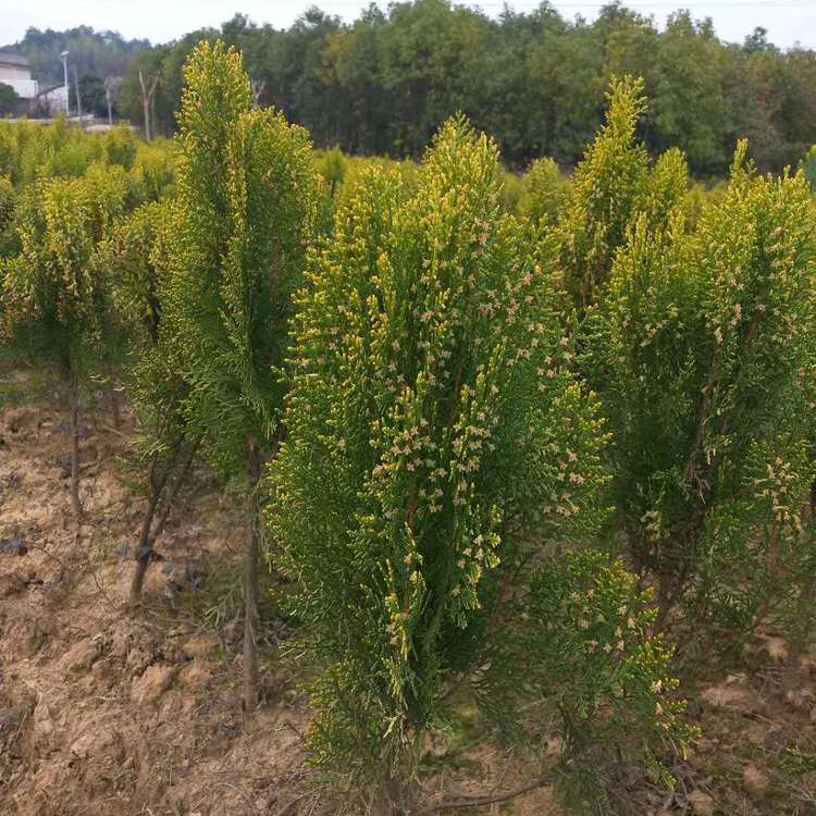 洒金柏袋苗 洒金柏小苗 彩叶灌木 多规格供应