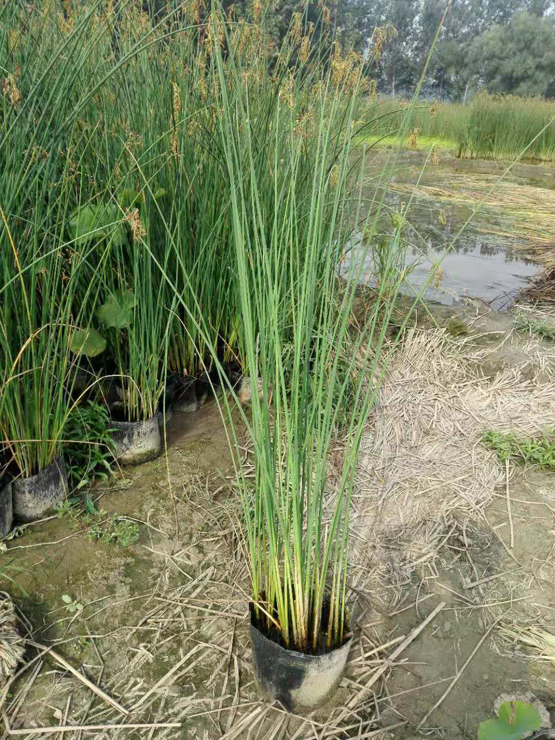 水生植物水葱苗出售栽培方便易活湿地绿化种苗