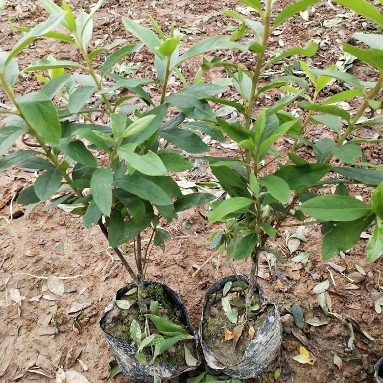 毛杜鹃小苗映山红毛杜鹃花锦绣杜鹃袋苗庭院常绿灌木规格齐全