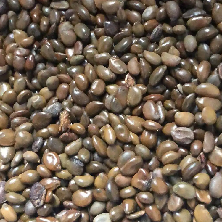 广西黄花槐种子多年生护坡绿化灌木种子