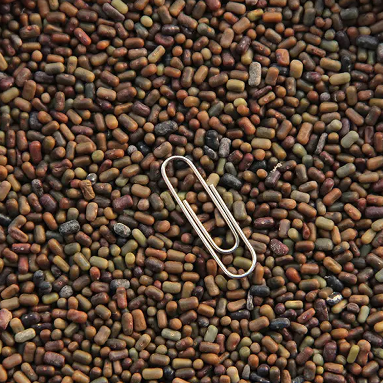 广西田菁种子边坡绿化护坡复绿专用灌木种子