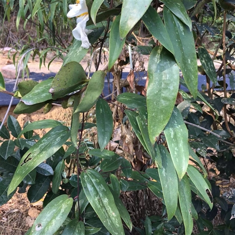 野生土茯苓种植图片图片