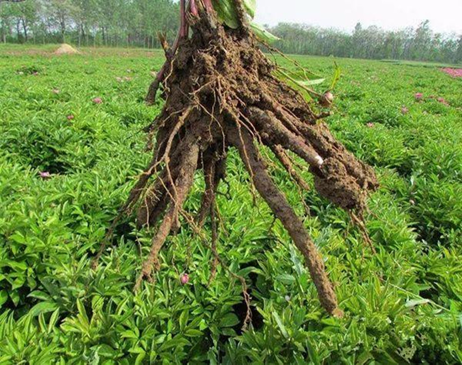 白芍芽价格产地白芍芽价格品种大全