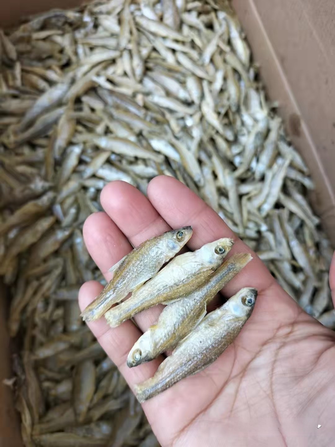 东北麦穗鱼干产地供应黑龙江麦穗鱼干收购价格吉林麦穗鱼干批发市场