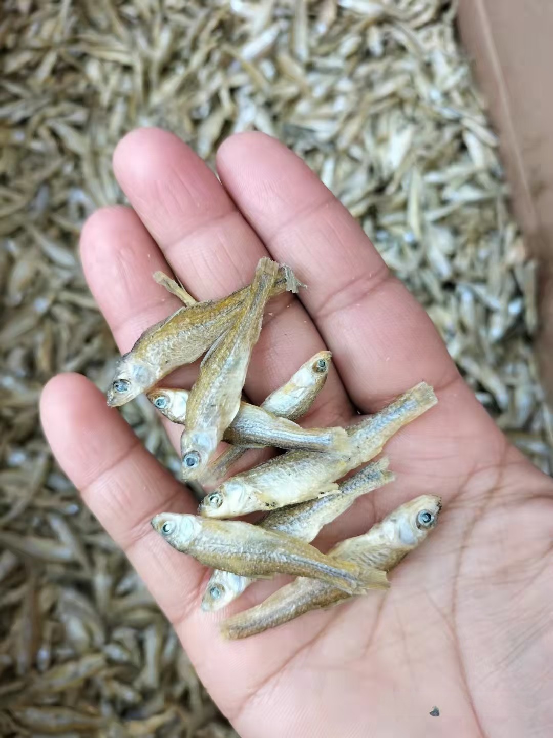 东北麦穗鱼干产地供应黑龙江麦穗鱼干收购价格吉林麦穗鱼干批发市场