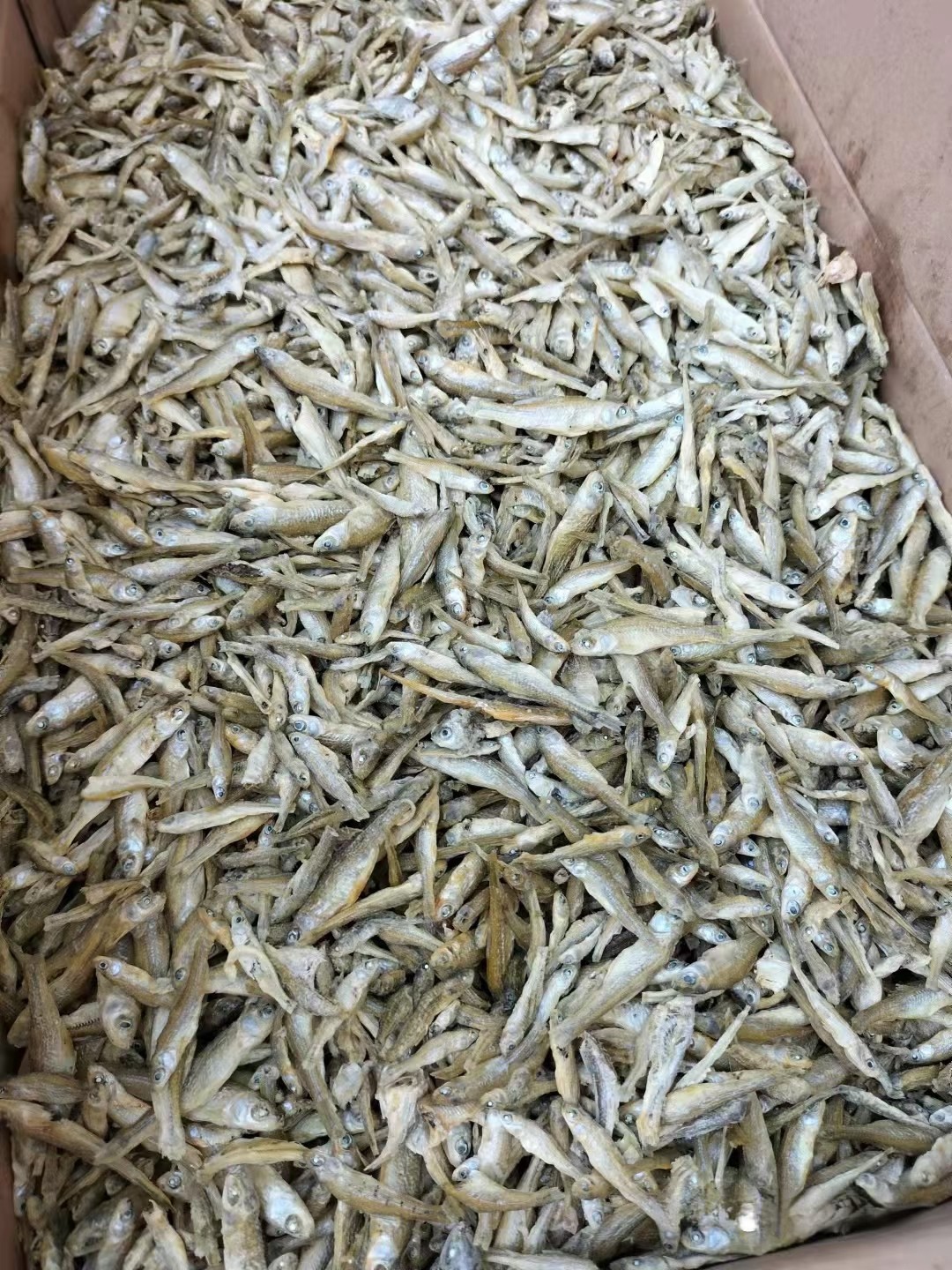 东北麦穗鱼干产地供应黑龙江麦穗鱼干收购价格吉林麦穗鱼干批发市场