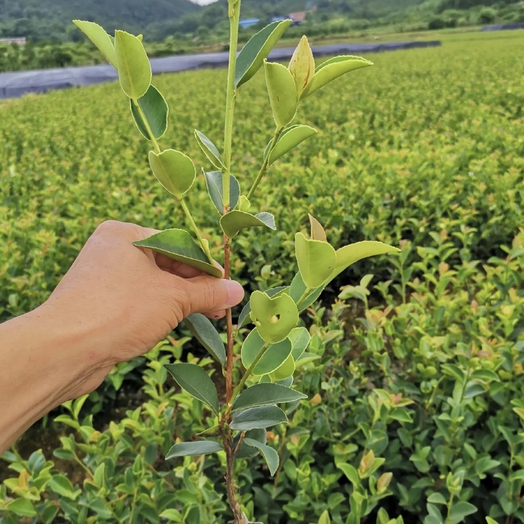 防城港油茶苗种植主产区批发油茶苗油茶苗哪里有卖