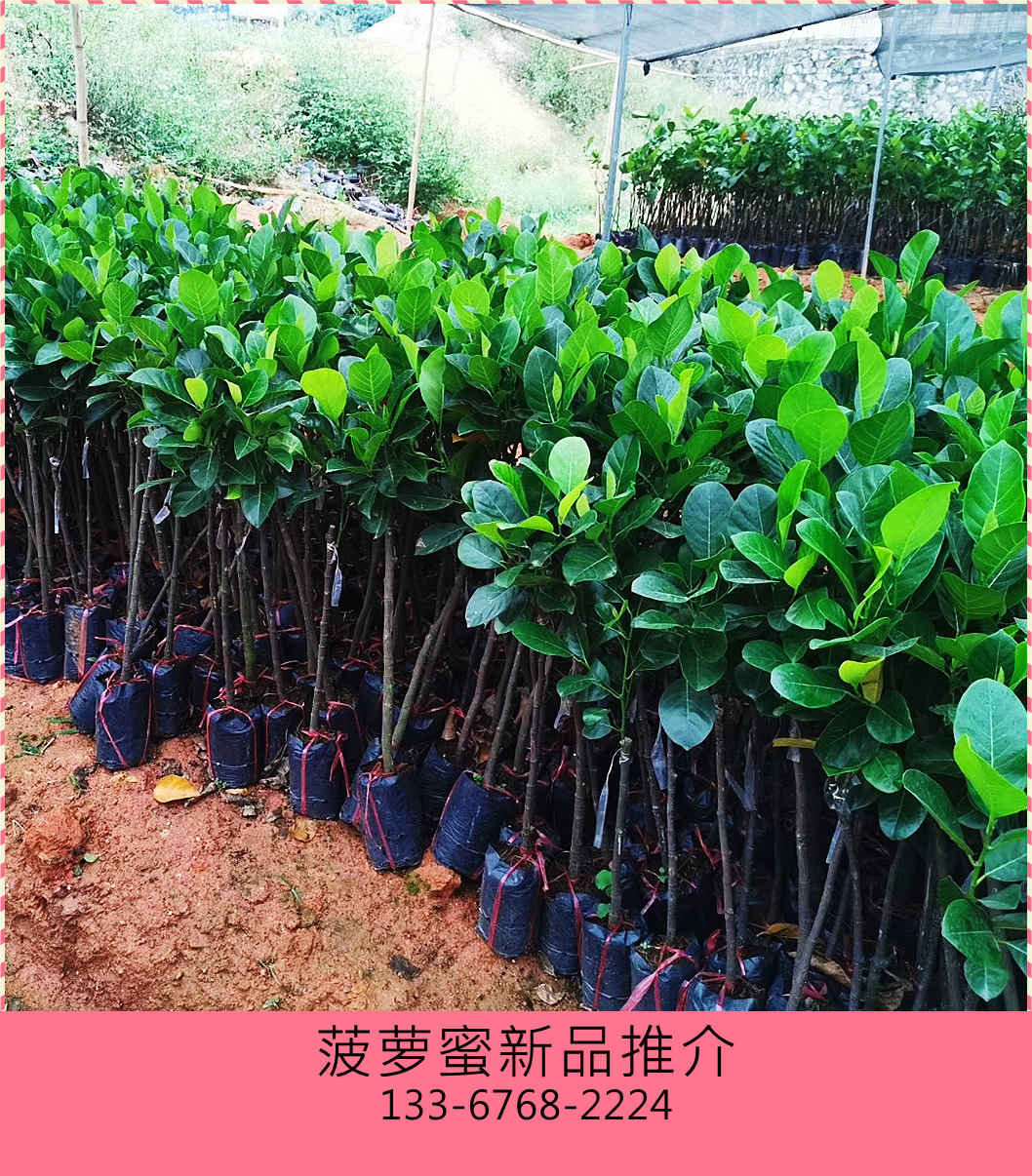 菠蘿蜜樹樹苗紅肉泰國8號12號馬來西亞一號四季菠蘿蜜嫁接苗幹包