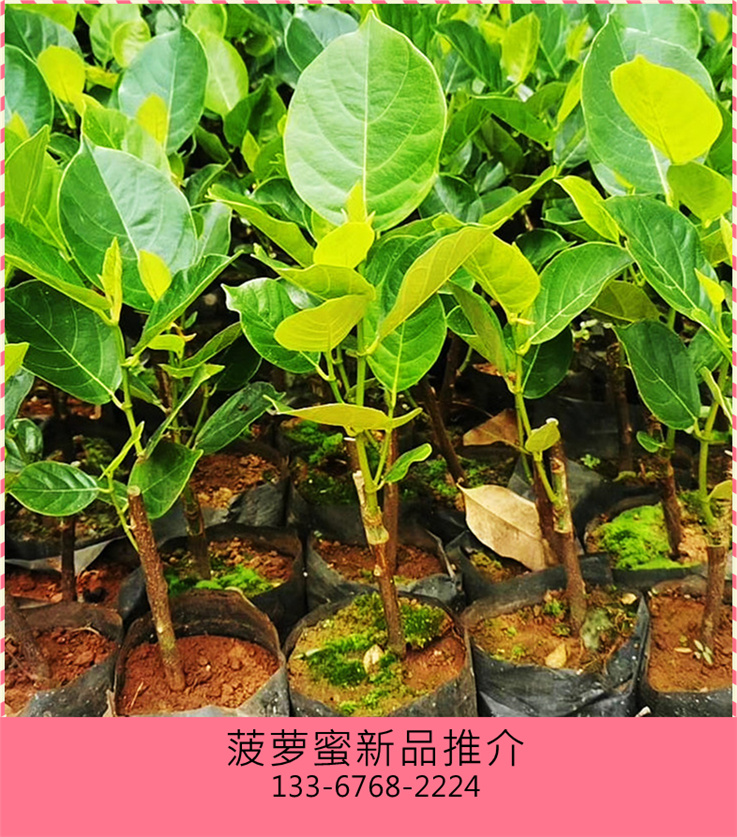 菠蘿蜜樹樹苗紅肉泰國8號12號馬來西亞一號四季菠蘿蜜嫁接苗幹包