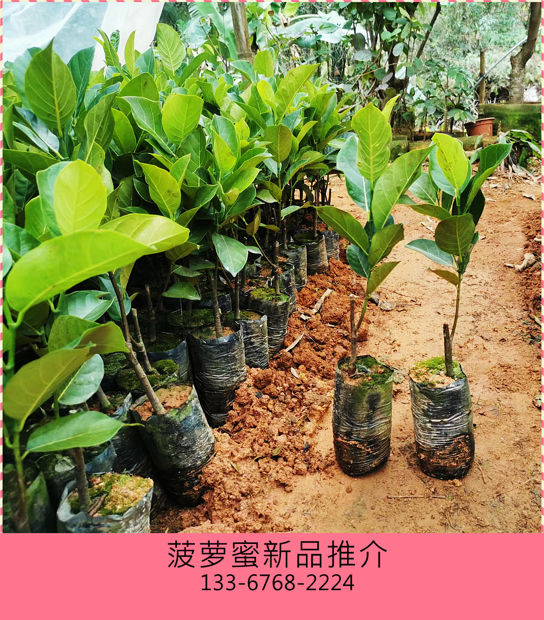 菠萝蜜图片菠萝蜜幼苗怎么管理的教程菠萝蜜的小苗管理