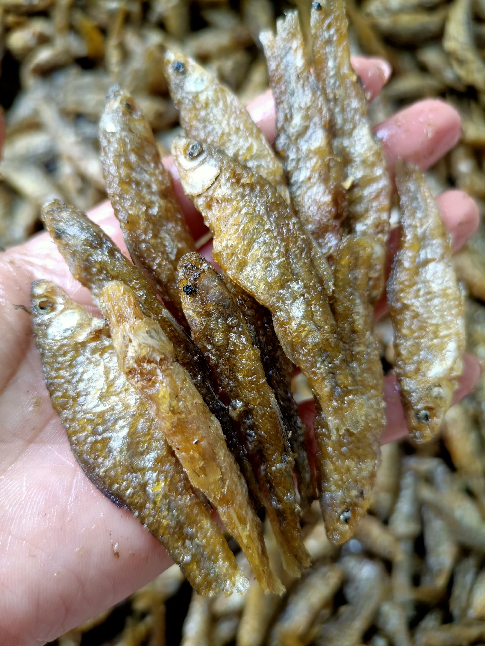 东北地区麦穗鱼批发,345厘米油炸麦穗鱼原料供应,油炸麦穗鱼加工厂