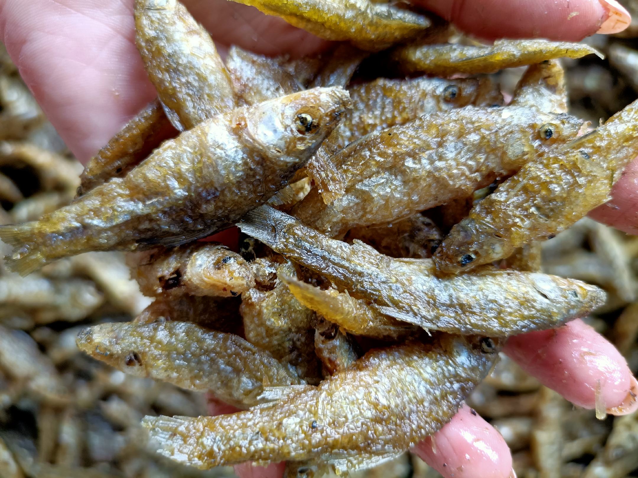 东北油炸麦穗鱼产地销售火焙鱼小鱼干货厂家淡水无盐麦穗鱼干加工