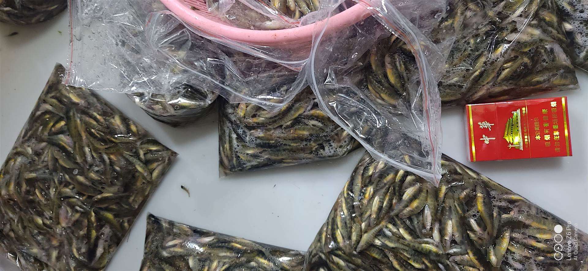 吉林产新鲜河鱼山根鱼自然河淡水小河鱼山坑鱼生态小杂鱼小黄鱼价格