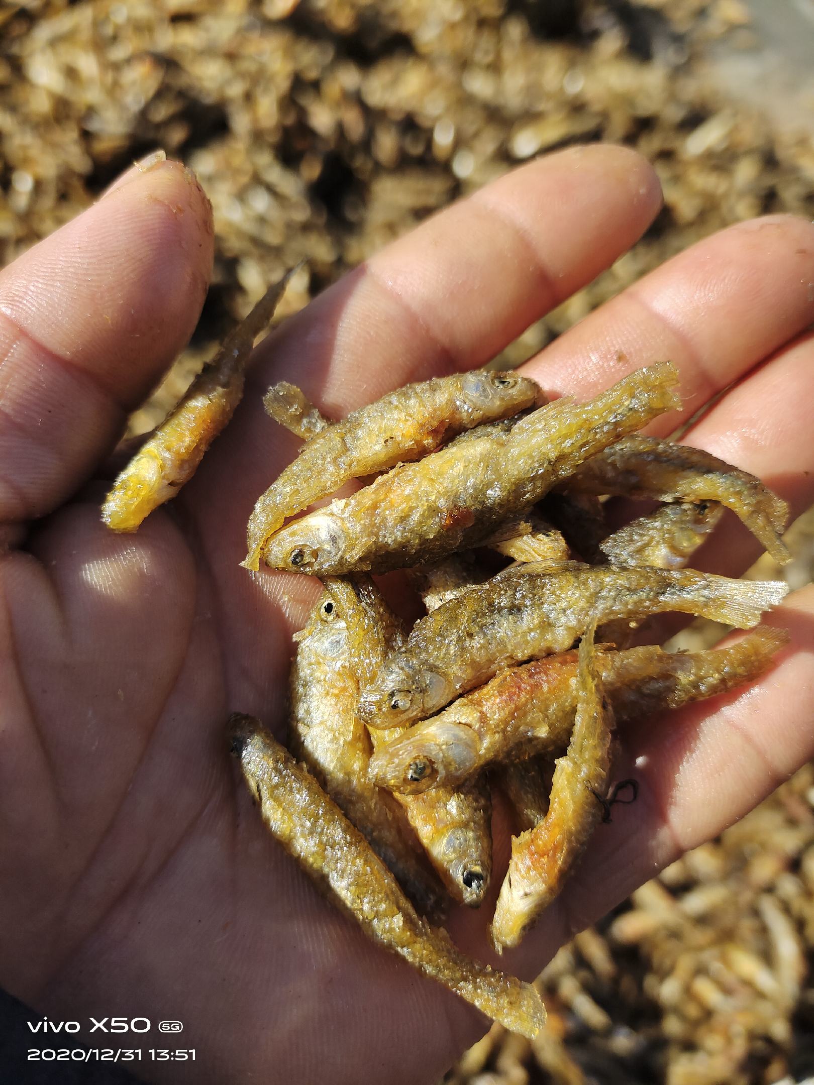 东北油炸山根鱼产地销售火焙鱼小黄鱼干货厂家淡水无盐山坑鱼干加工