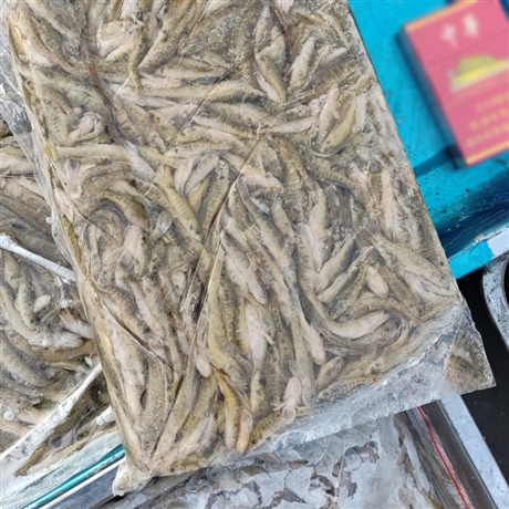 黑龙江冷冻山根鱼批发456厘米单冻山坑鱼供应散冻山根鱼小黄鱼加工