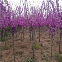 雨翔苗木4公分独杆紫荆树形好现挖现卖 带土球保证成活率