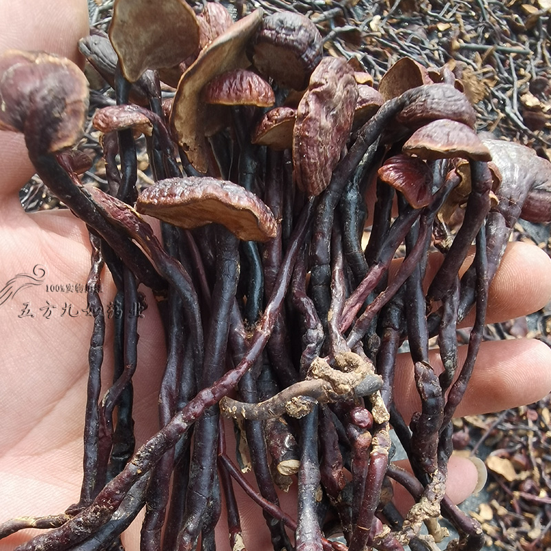 海南灵芝王豆芽灵芝小红灵芝赤灵芝批发