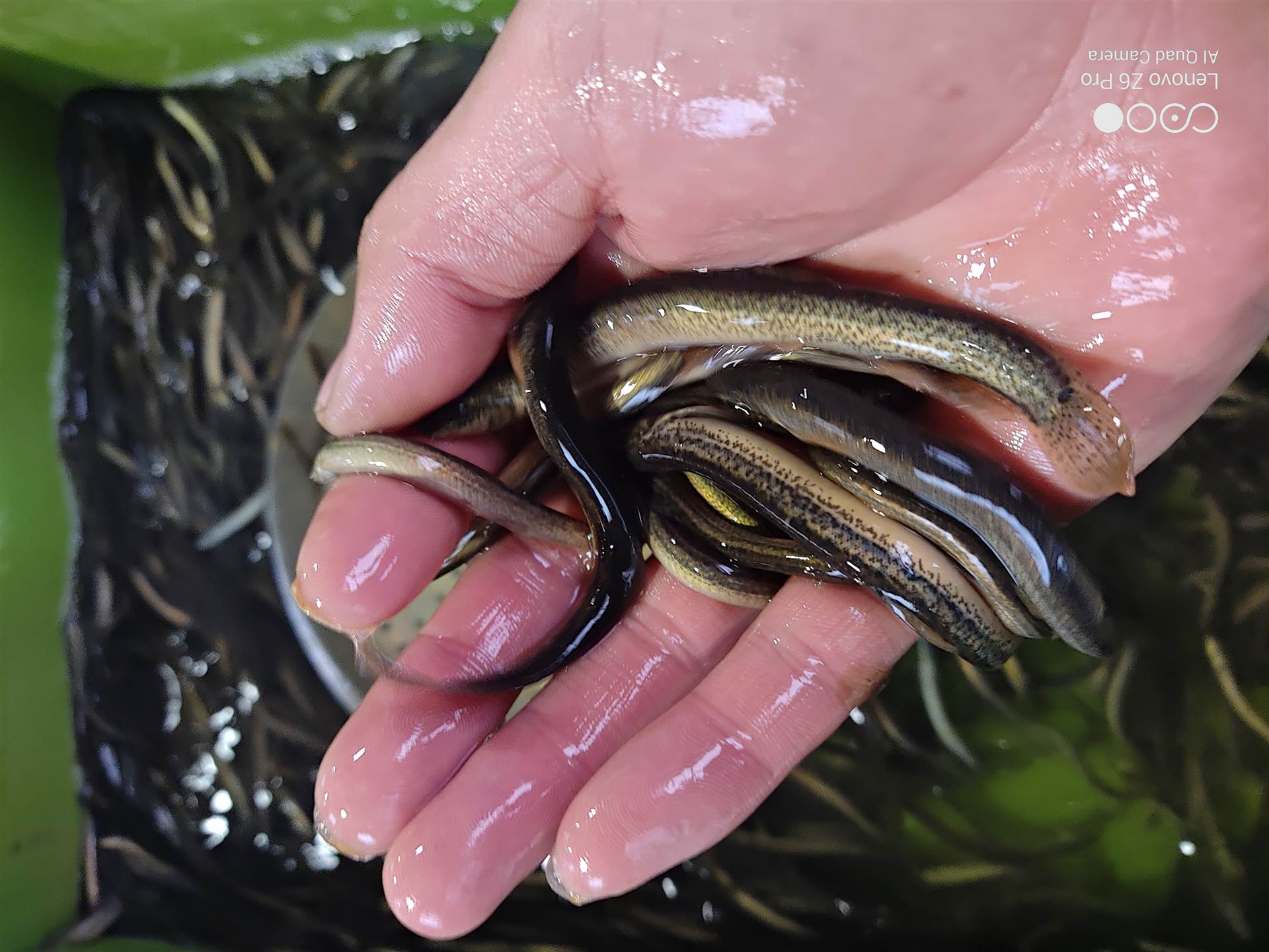 黑龙江附近泥鳅养殖基地放生人工养殖的泥鳅活体圆条泥鳅1015公分泥鳅