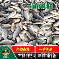 黄鳝饲料多钱一吨，养殖黄鳝饲料鱼活鱼价格，冷冻饲料鱼生产厂家