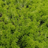 佛甲草多年生地被草本植物 茎高10-20厘米 用于屋顶绿化