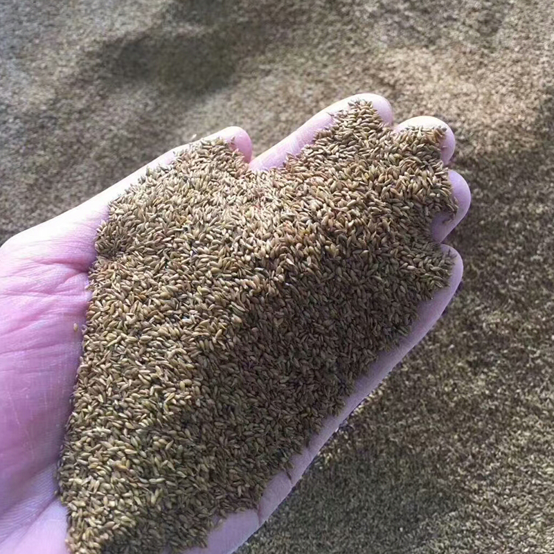 结缕草广西南宁结缕草种子矮生细叶草坪绿化草籽草种批发