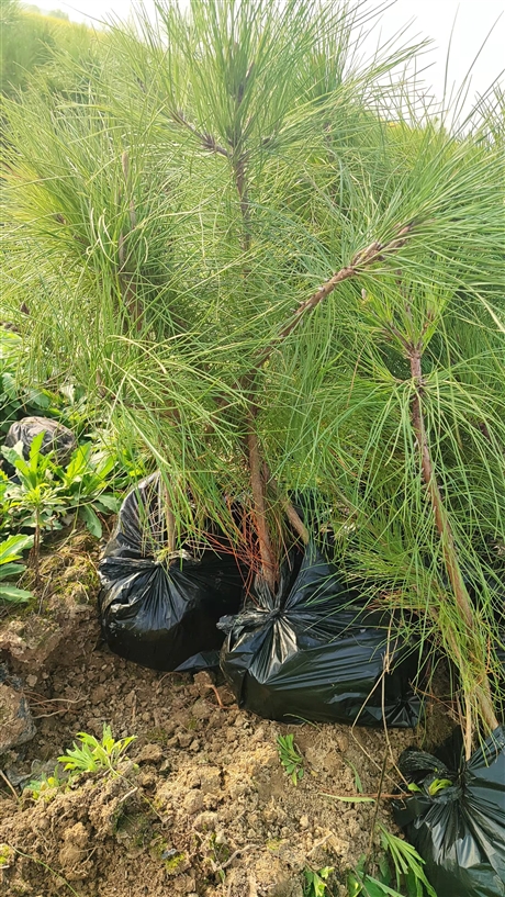 湖北湿地松苗湿地松容器苗基地直发湿地松杯苗批发林之源