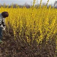 5分支连翘球高度1至1米5货源充足攀爬景观植物